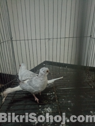 Diamond dove( ঘুঘু)